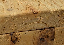 legno antico di Pioppo